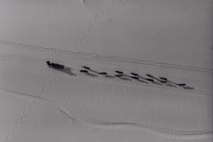 Rick Atkinson, british musher, Iditarod Dog race. Yukon River, Alaska, 1984 Rick Atkinson, british musher, Iditarod Dog race. Yukon River, Alaska, 1984